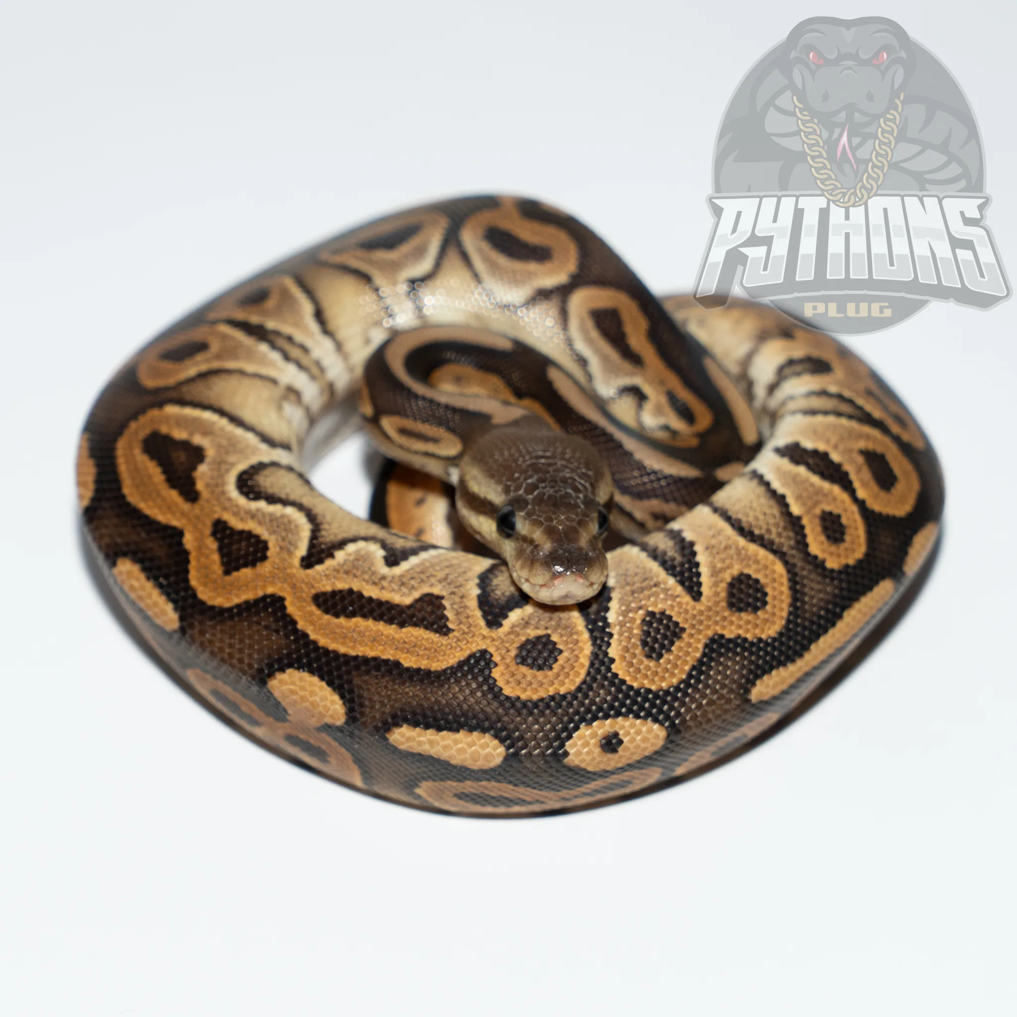 BLACK PASTEL het GENETIC STRIPE poss HET LAVENDER ALBINO