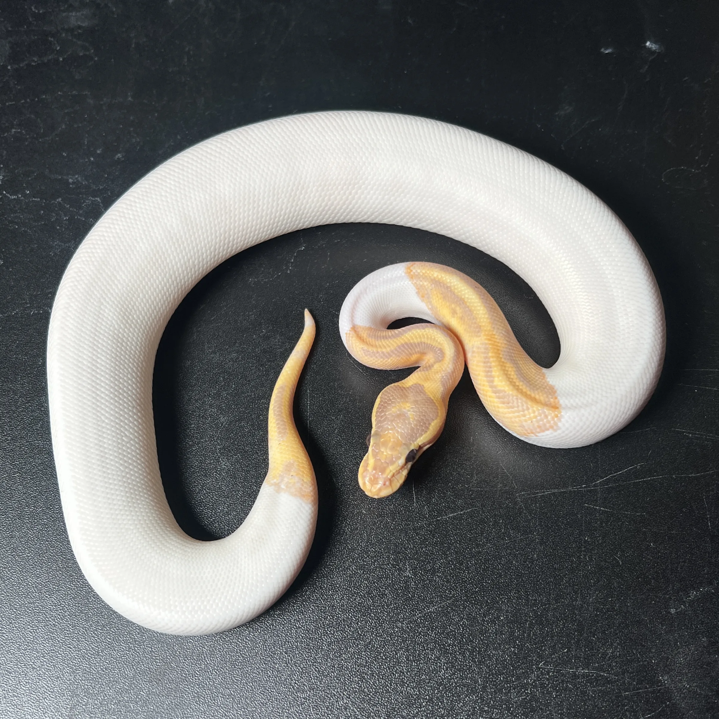 BANANA PIED
