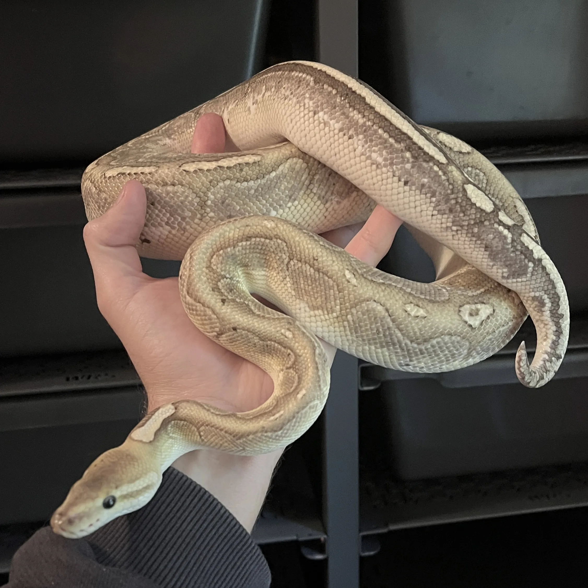 BAMBOO ENCHI dh GENETIC STRIPE LAVENDER ALBINO poss PASTEL BLACK PASTEL