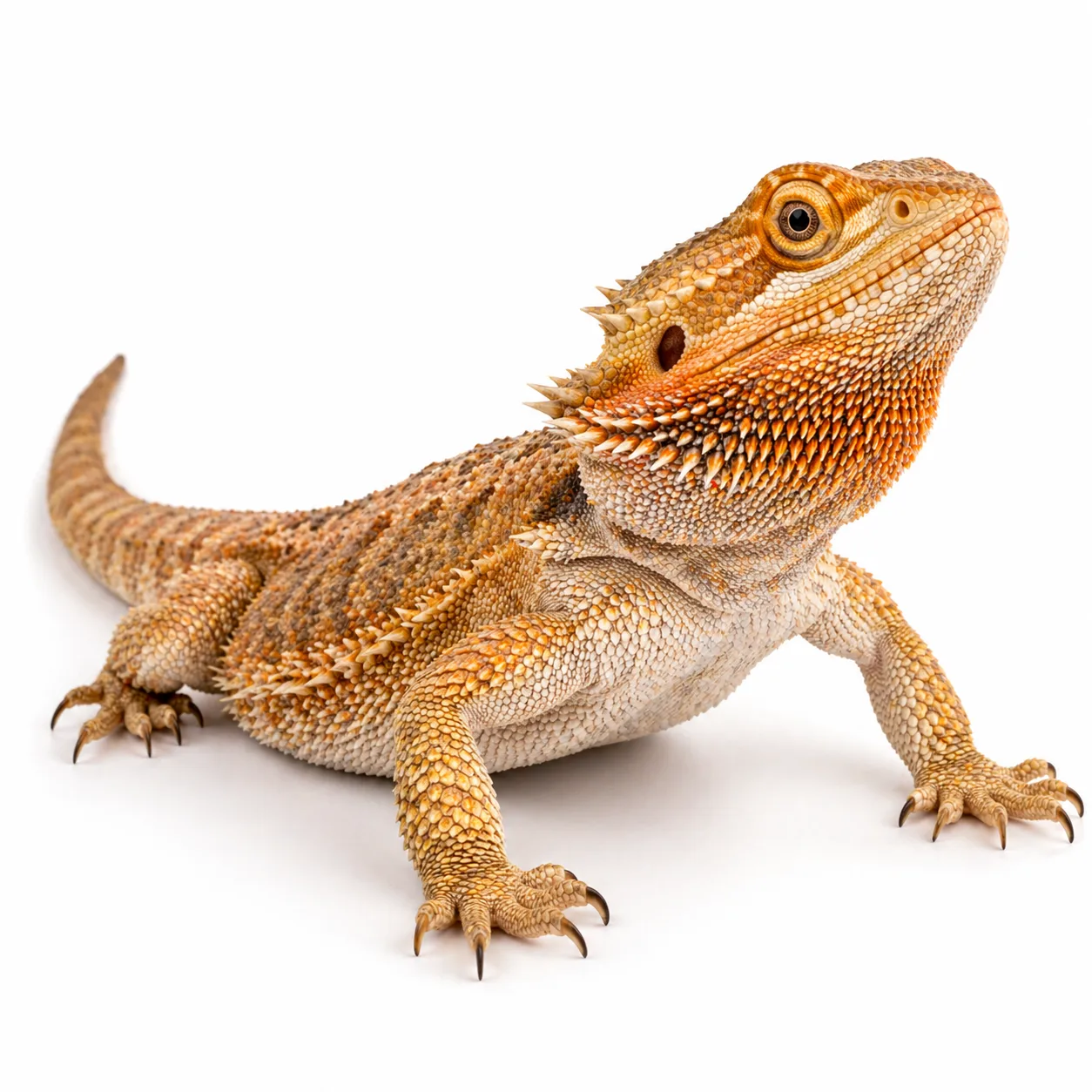 Agama brodata