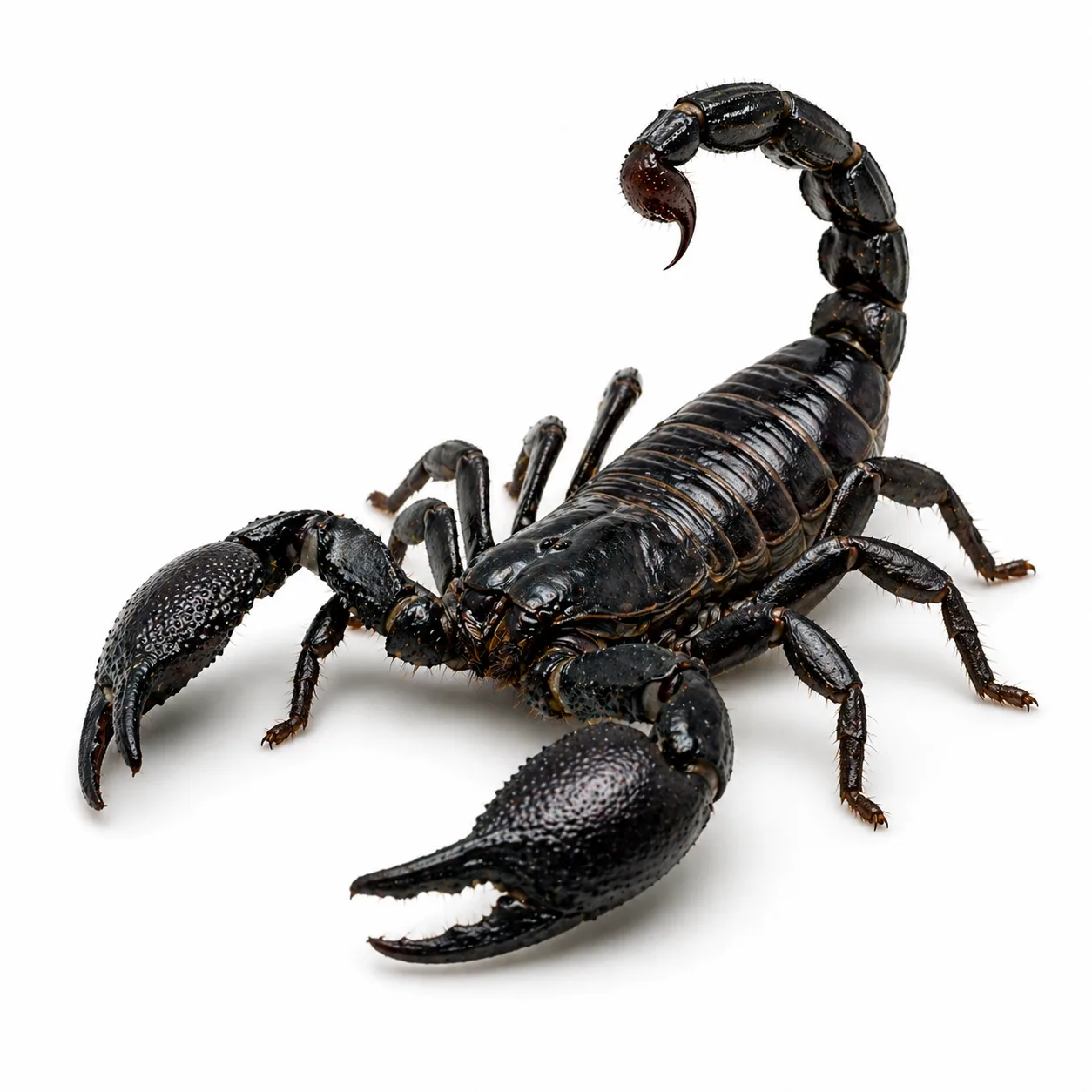 Skorpion azjatycki olbrzymi
